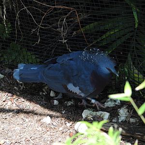 Victoria Crowned Pigeon
