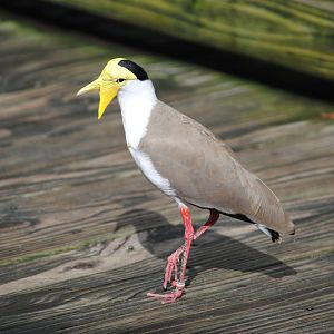 Masked Lapwing