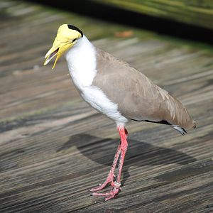 Masked Lapwing