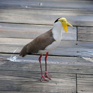 Masked Lapwing