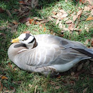 Bar-headed Goose
