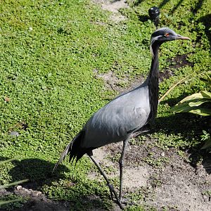 Demoiselle Crane