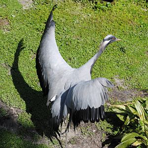 Demoiselle Crane