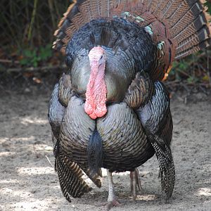 Wild Turkey
