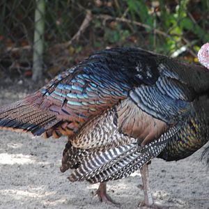 Wild Turkey