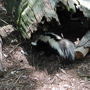 Striped Skunk