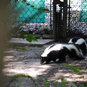 Striped Skunks