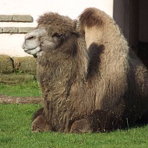 Bactrian Camel at Blackpool zoo 16/10/11