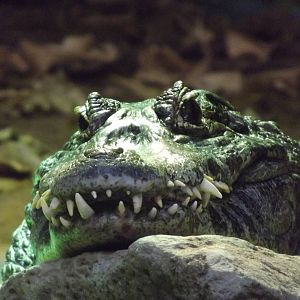 Yacare Caiman at Blackpool zoo 16/10/11