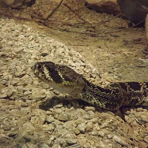 Eastern Diamondback Rattlesnkae at Blackpool zoo 16/10/11