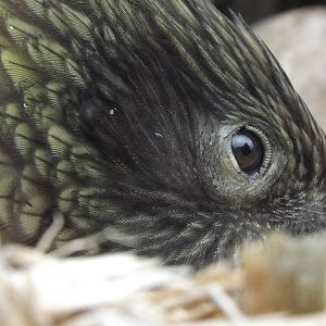 Kea at Blackpool zoo 16/10/11