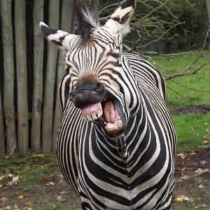 Fernando the Hartmann's mountain Zebra at Blackpool zoo 16/10/11