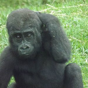 Meisie the Western lowland Gorilla at Blackpool zoo 16/10/11