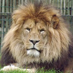 Wallace the African Lion at Blackpool zoo 16/10/11
