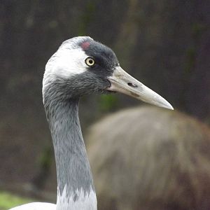 Eurasian Crane at Blackpool zoo 16/10/11