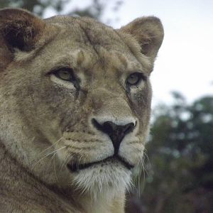 African Lioness at Blackpool zoo 16/10/11