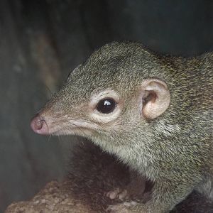 Northern tree Shrew at Blackpool zoo 16/10/11