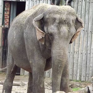 Indra the Indian Elephant at Blackpool zoo 16/10/11
