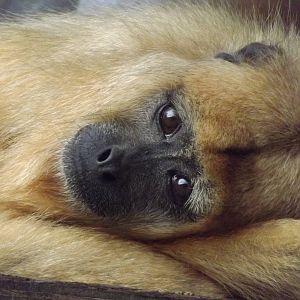 Black Howler at Blackpool zoo 16/10/11