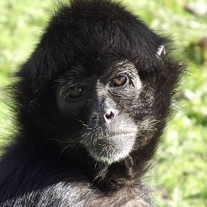 Black headed spider Monkey at Blackpool zoo 16/10/11