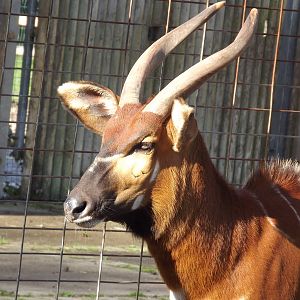 Eastern Bongo at Blackpool zoo 16/10/11