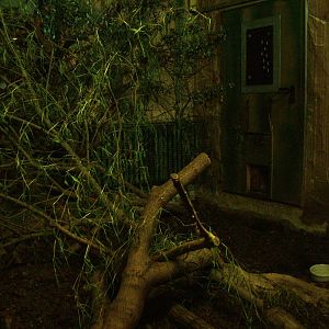 Pangolin Exhibit at Leipzig, 03/09/11