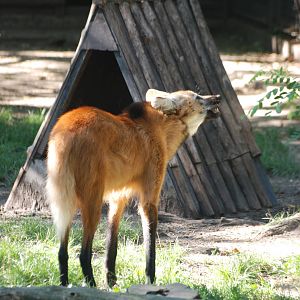 Maned Wolf at Leipzig, 03/09/11