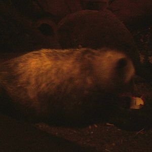 Virginia Opossum - Gondwanaland, Leipzig, 03/09/11