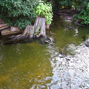Giant Otter Exhibit - Gondwanaland, Leipzig, 03/09/11