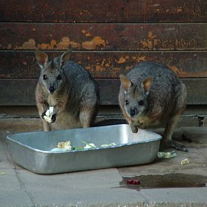 Tammar Wallabies at Leipzig, 03/09/11