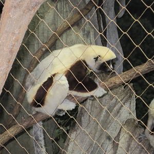Conquerel's Sifaka