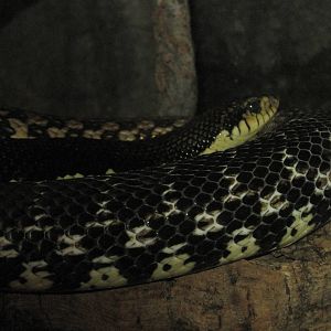 Hognosed Snake