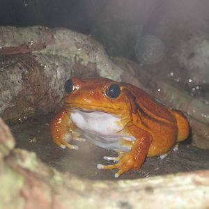 Tomato Frog