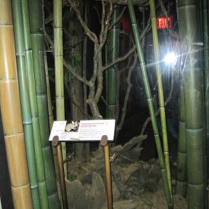 Madagascar Giant Jumping Rat/Mouse Lemur Exhibit