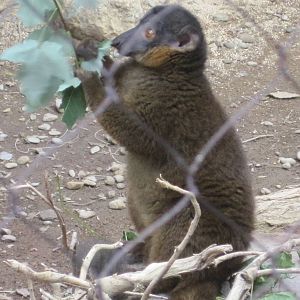 Collared Lemur Browsing