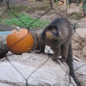 Collared Lemur With Pumpkin