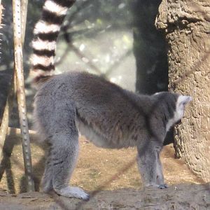 Ring-Tailed Lemur