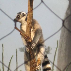 Ring-Tailed Lemur In Tree