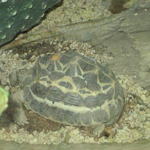 Radiated Tortoise Hatchling