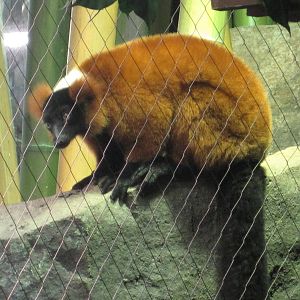 Red-Ruffed Lemur