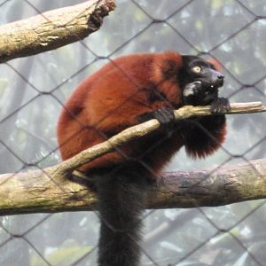 Red-Ruffed Lemur