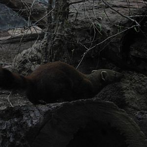 Ring-Tailed Mongoose