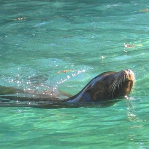 California Sea Lion