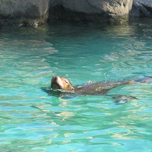 Sea Lion