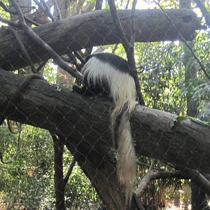 Black and White Colobus