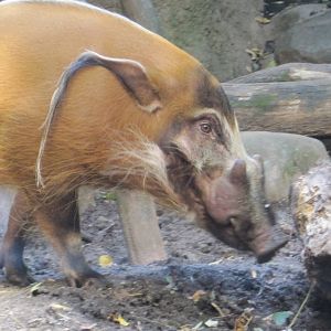 Red River Hog