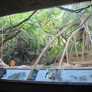 Part 1 of Red River Hog Exhibit