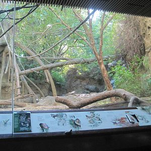 Part 2 of Red River Hog Exhibit