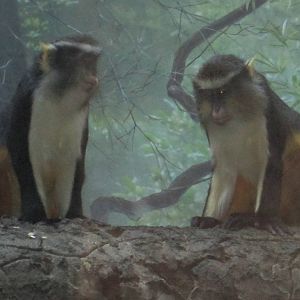 Wolfs Guenons
