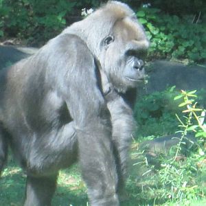 Gorilla